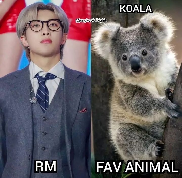 BTS Community Post - What is your favourite animal armies???🙃🙃