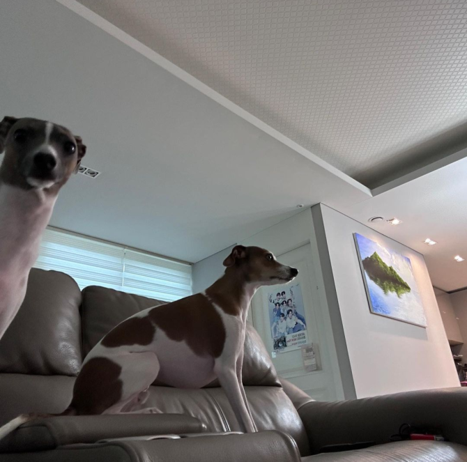 BTS Community Posts - Брат Чонгука выложил фото собачек Пёна и Сона ?? И ...