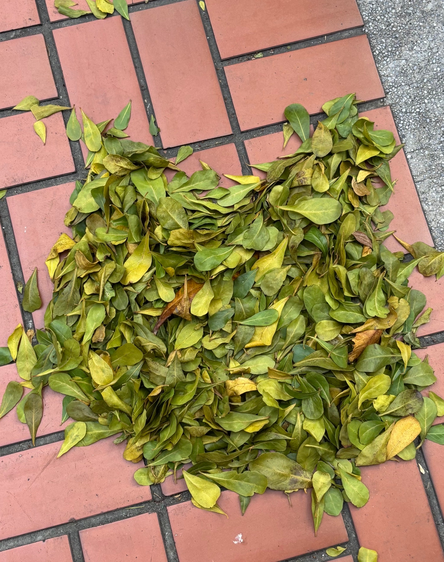 SEVENTEEN Community Post - #to_vernon I made a kitten-shaped leaf on my ...