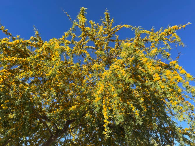 BTS Community Post - Love from Boyce Thompson Arboterum, Superior, AZ